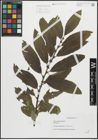 Foto von Salix pseudomedemii E. L. Wolf